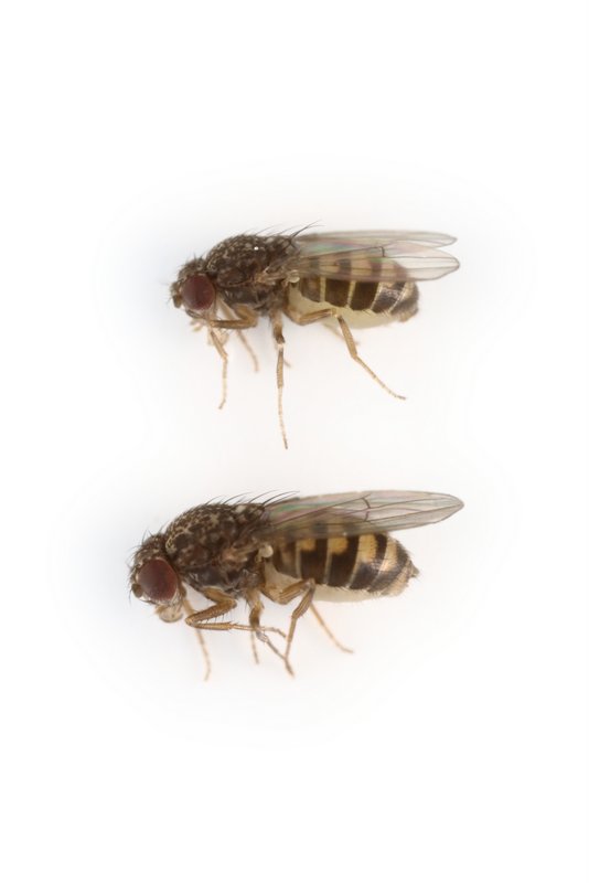 Drosophila hydei 