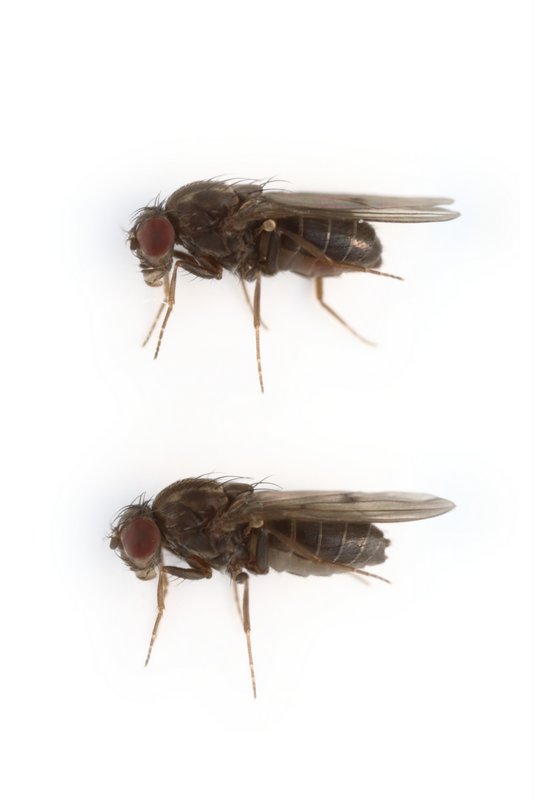 Drosophila lacicola 