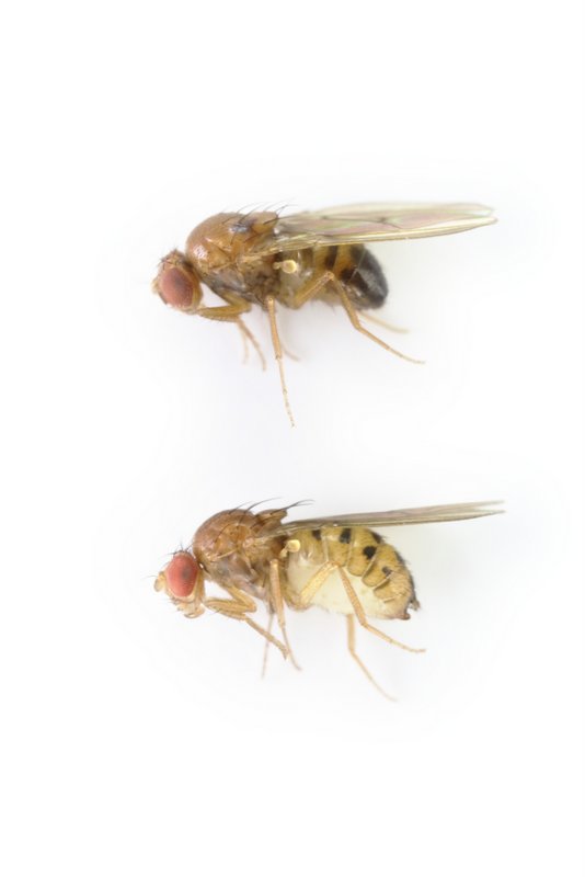 Drosophila phalerata 