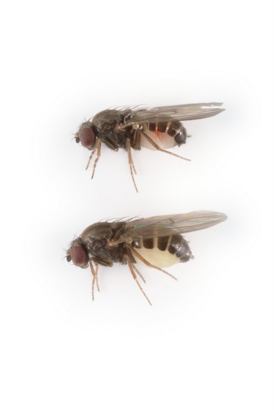 Drosophila tristis 