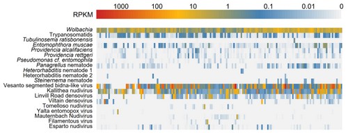 pathogenic microorganisms and parasites in European Drosophila melanogaster