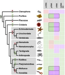 RNAi Pathways in the metazoa