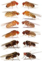 Twelve different species of Drosophila