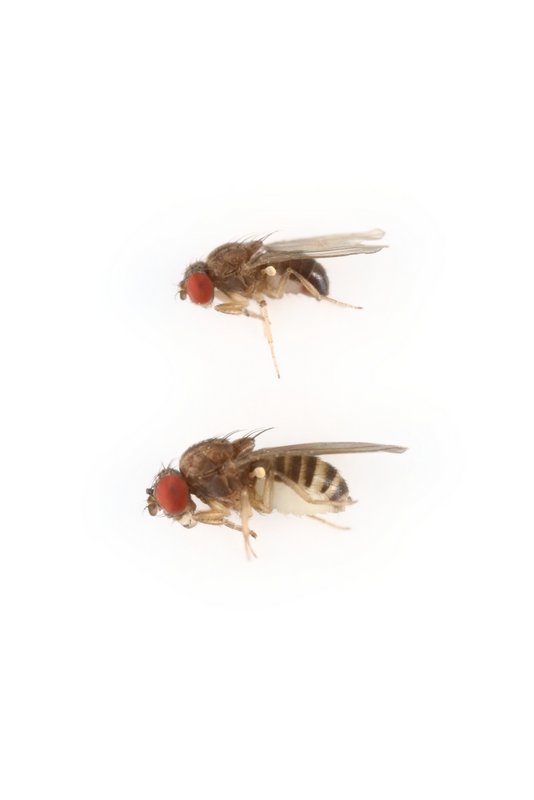 Drosophila affinis 