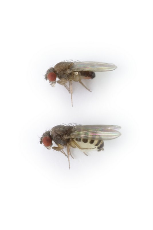 Drosophila affinis alt 