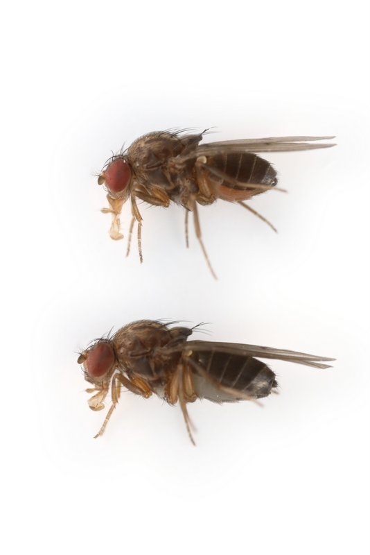 Drosophila americana 