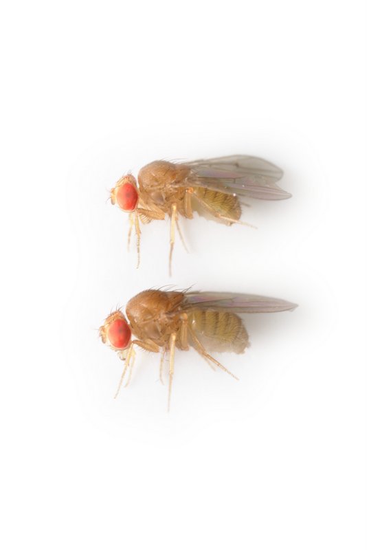Drosophila ananassae 