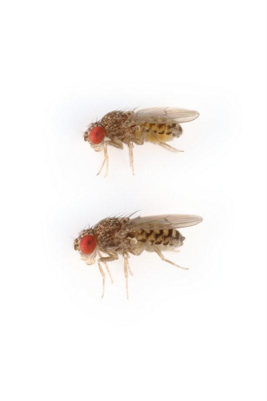 Drosophila arizonae 
