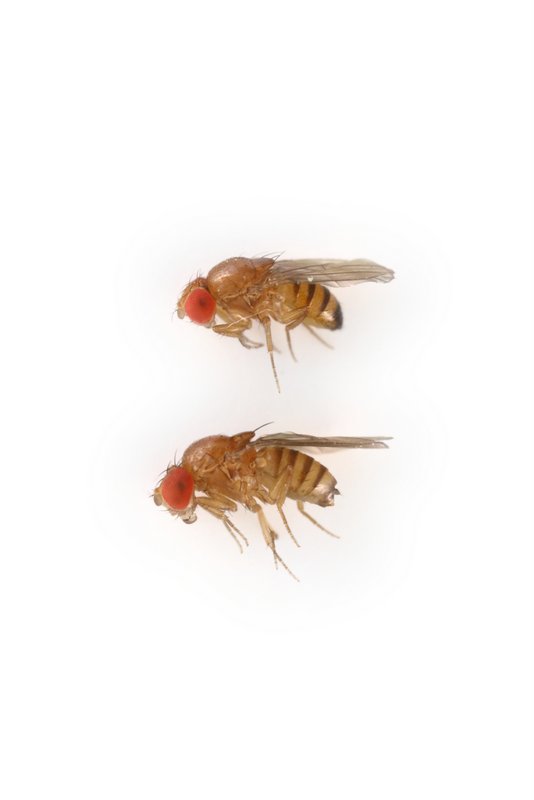 Drosophila baimii 