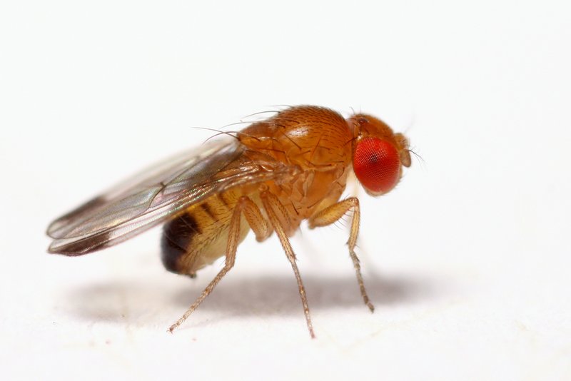 Drosophila biarmipes StackedPose 