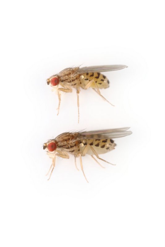 Drosophila busckii 