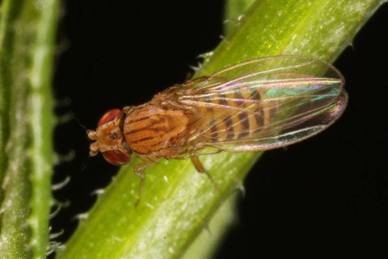 Drosophila busckii2 female Sussex July2011 