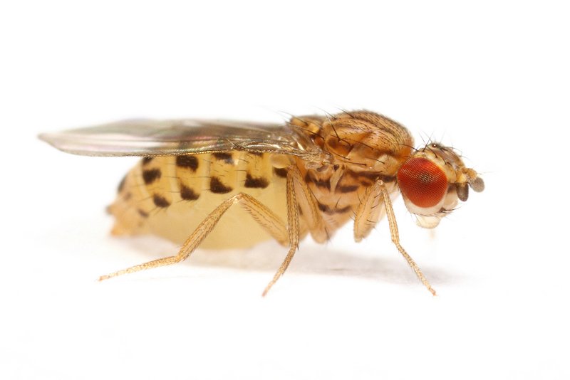 Drosophila busckii StackedPose 