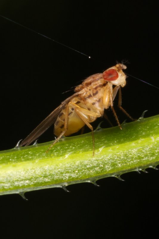 Drosophila busckii female Sussex July2011 