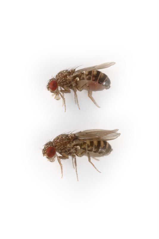 Drosophila buzzatii 