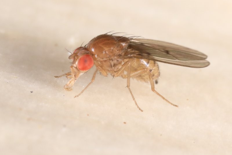 Drosophila cf.phalerata female Edinburgh July2021 