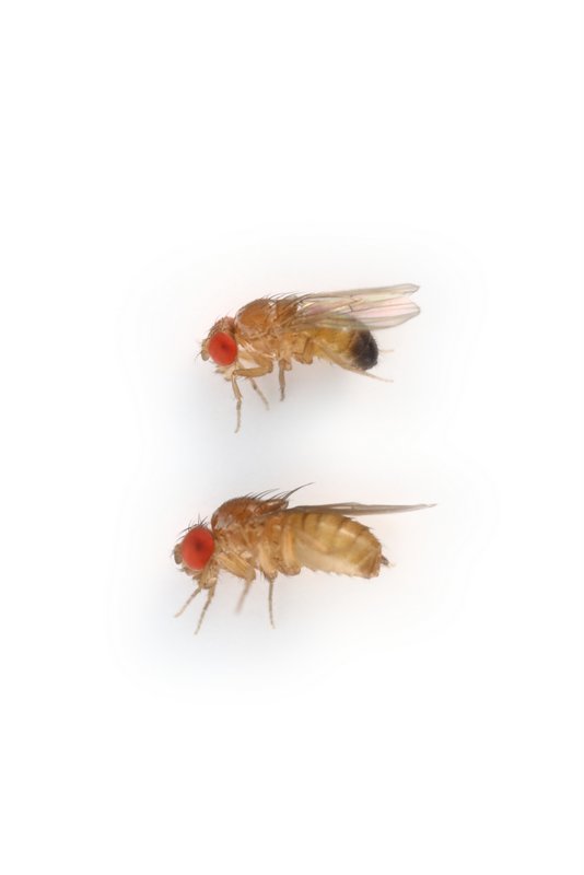 Drosophila erecta 