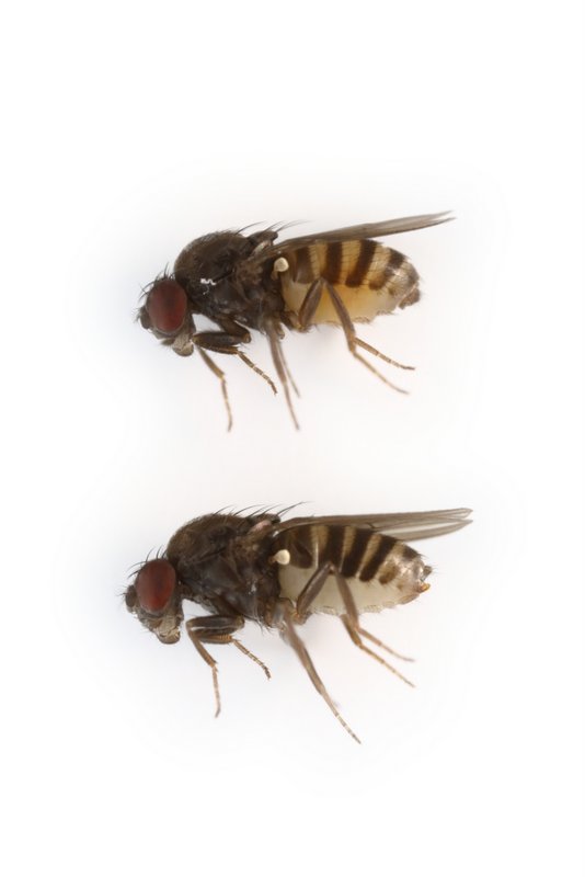 Drosophila euronotus 