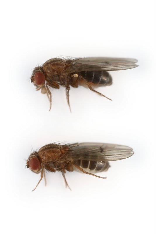 Drosophila flavomontana 