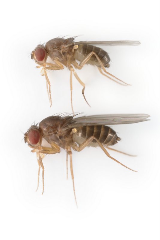 Drosophila funebris 