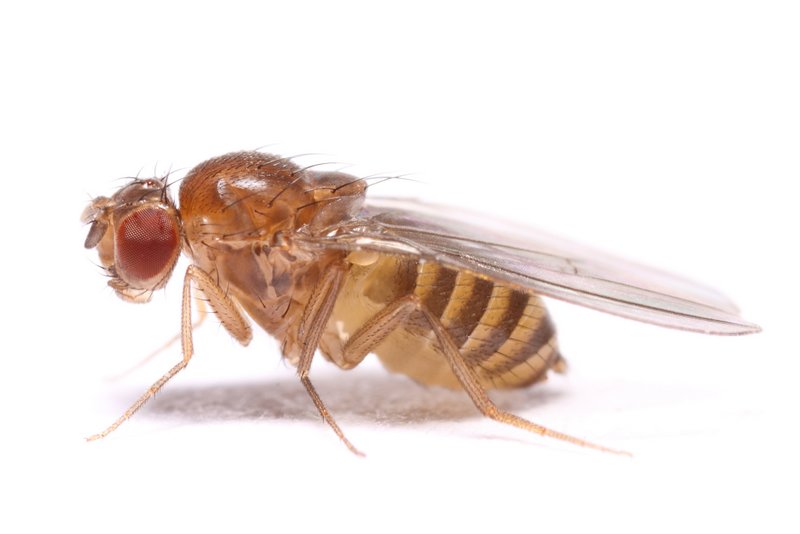 Drosophila funebris StackedPose 