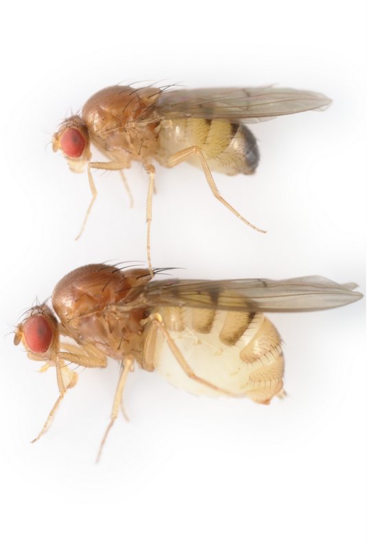 Drosophila histrio 