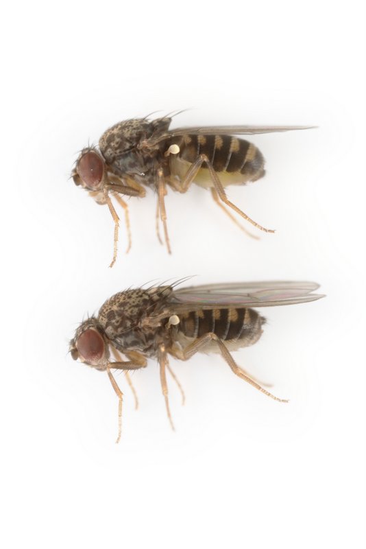 Drosophila hydei alt 