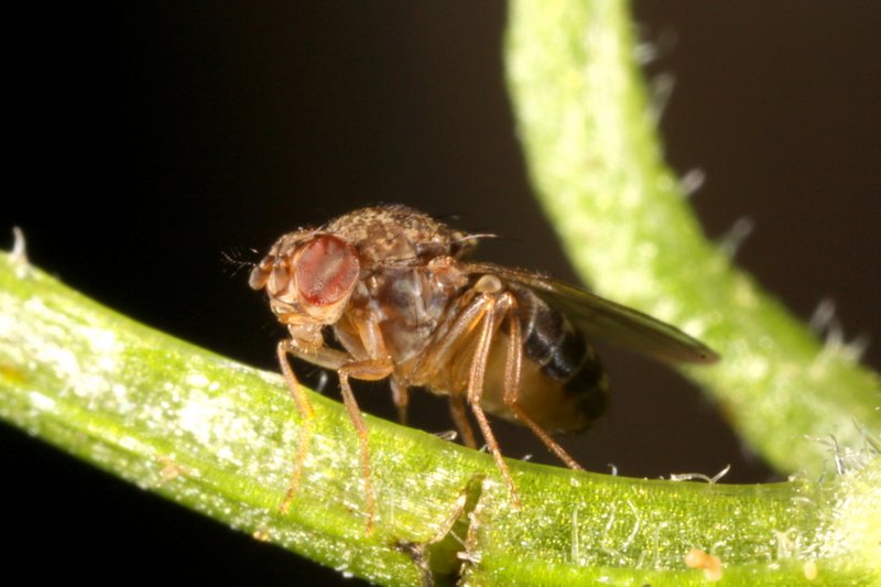 Drosophila hydei male Sussex July2011 