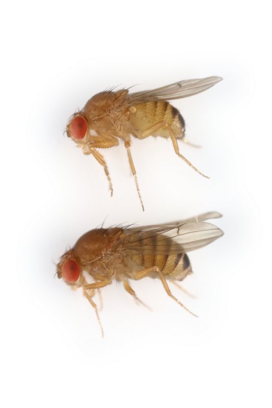 Drosophila immigrans 