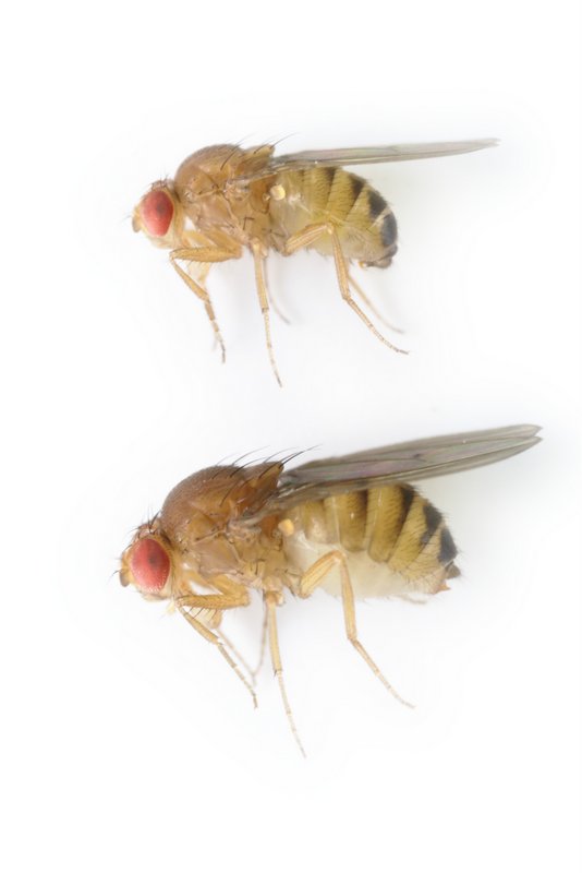 Drosophila immigrans alt 
