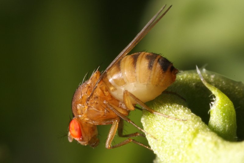 Drosophila immigrans female2 Sussex July2011 