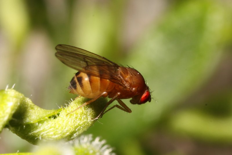 Drosophila immigrans female Sussex July2011 