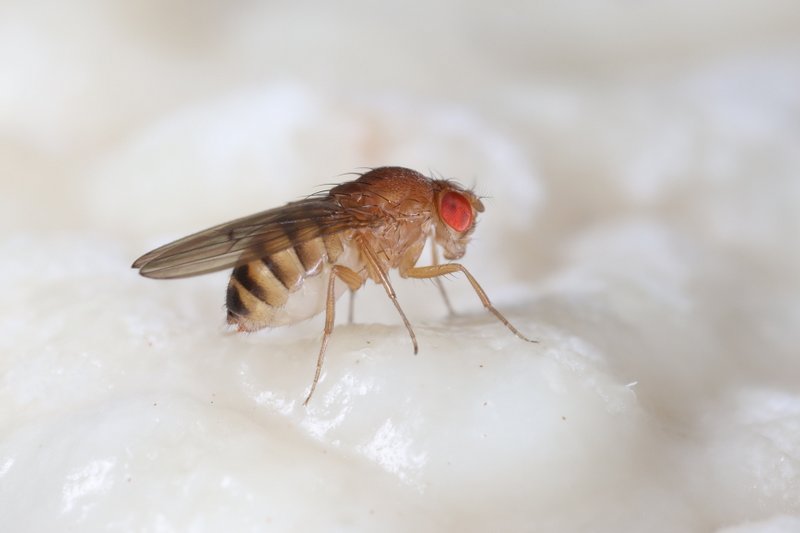 Drosophila immigrans female yeast sap Edinburgh July2021 