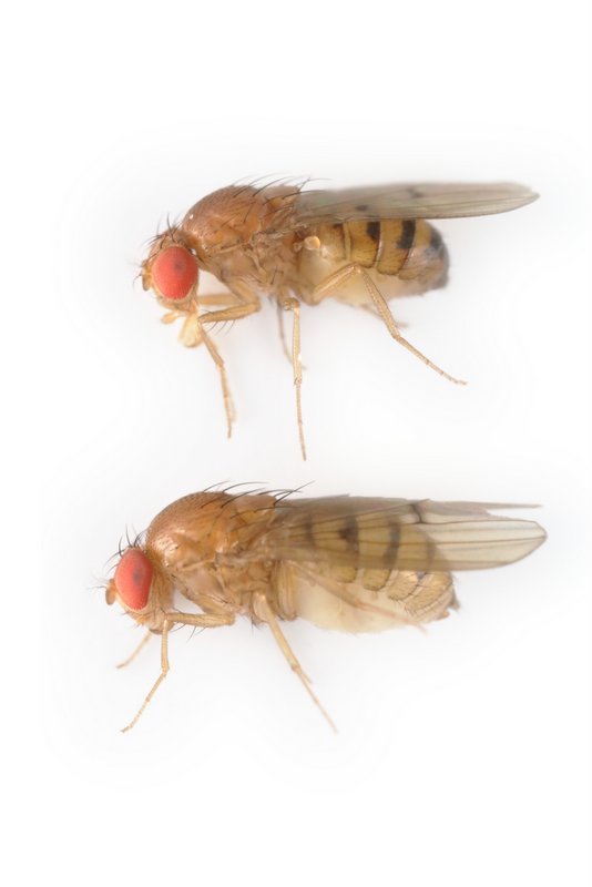 Drosophila kuntzei 