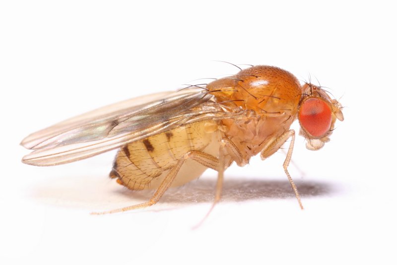 Drosophila kuntzei StackedPose 