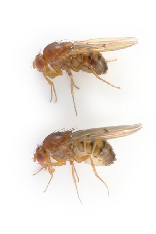 Drosophila limbata 