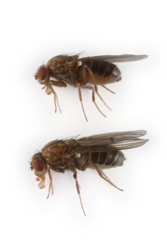 Drosophila litoralis 