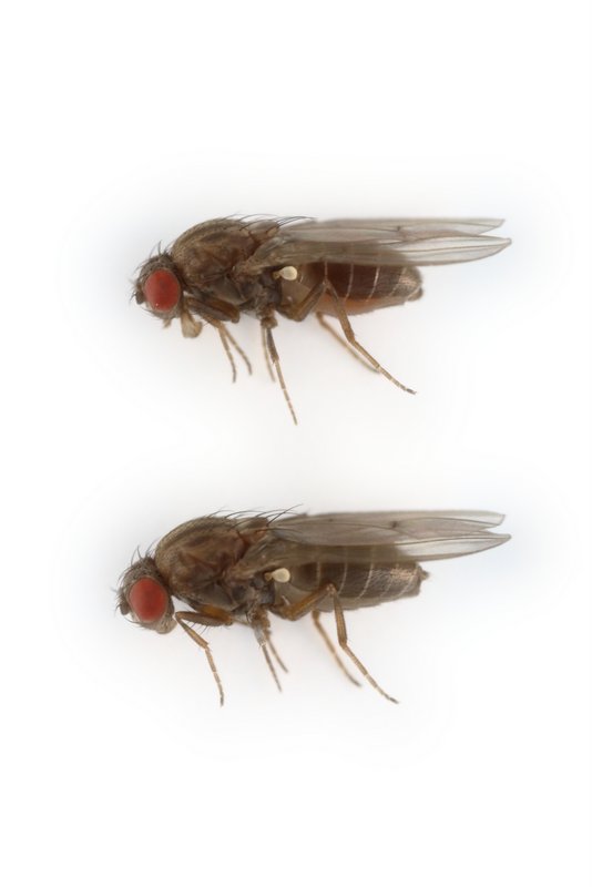 Drosophila lumei 
