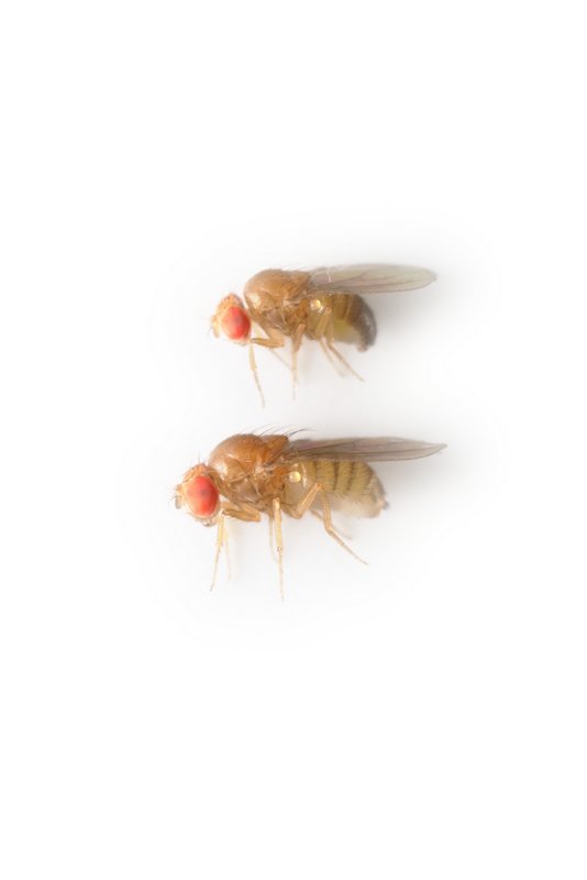 Drosophila malerkotliana 