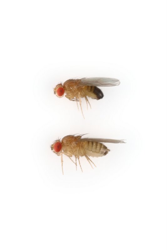 Drosophila mauritiana 