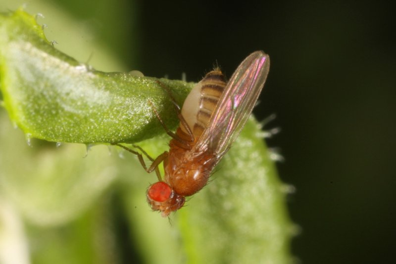 Drosophila melanogaster2 female Sussex July2011 