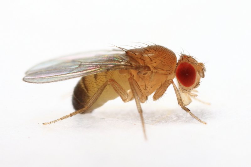 Drosophila melanogaster Pose 