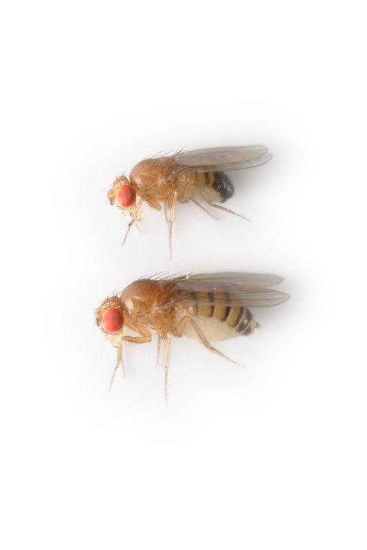 Drosophila melanogaster alt 