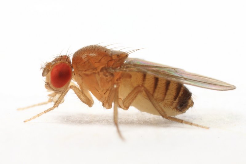 Drosophila melanogaster female Pose 