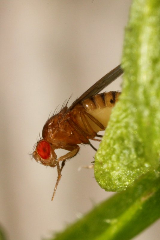 Drosophila melanogaster female Sussex July2011 