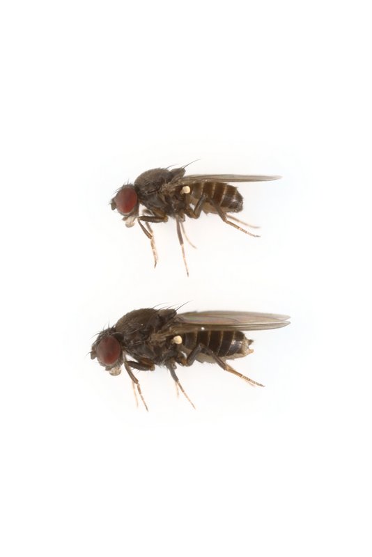 Drosophila micromelanica 