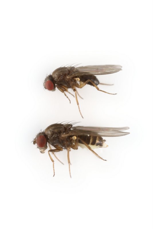 Drosophila miranda 