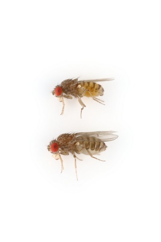 Drosophila mojavensis 