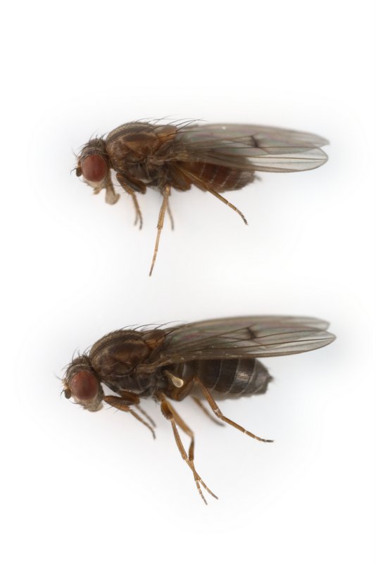Drosophila montana 