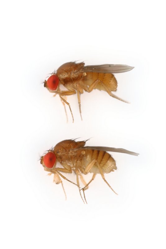 Drosophila nasuta 